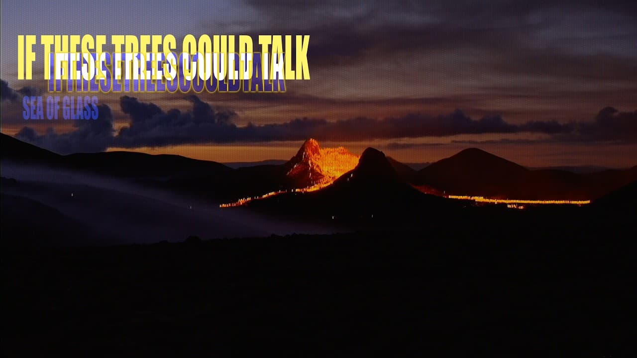 If These Trees Could Talk - Sea of Glass (Official)
